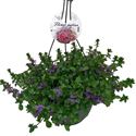 Bild von Hp30 Scaevola Blue